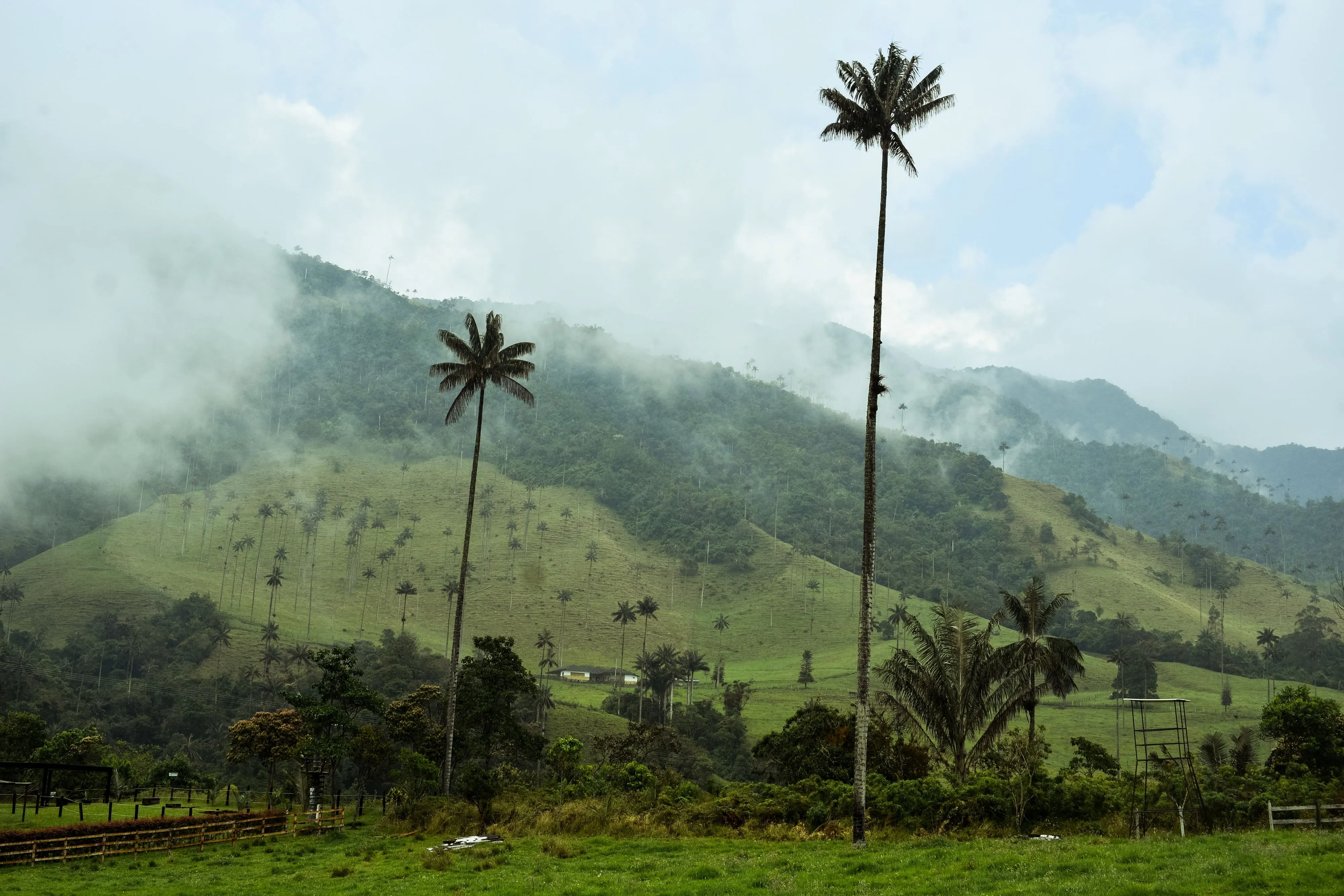 Towering wax palms rising above misty green hills in Colombia's Cocora Valley