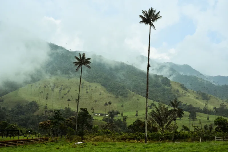 Towering wax palms rising above misty green hills in Colombia's Cocora Valley