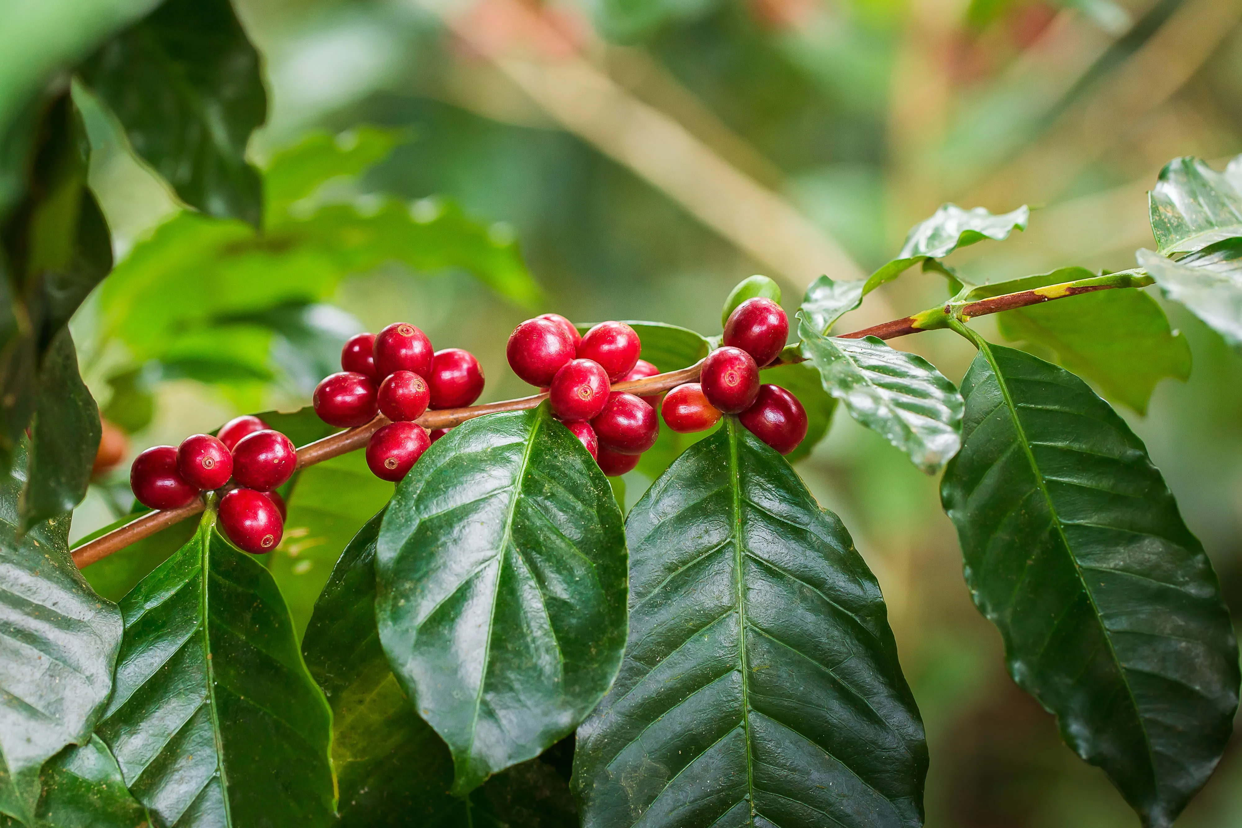 Red and green coffee cherries ripening on a branch on a Colombian coffee farm