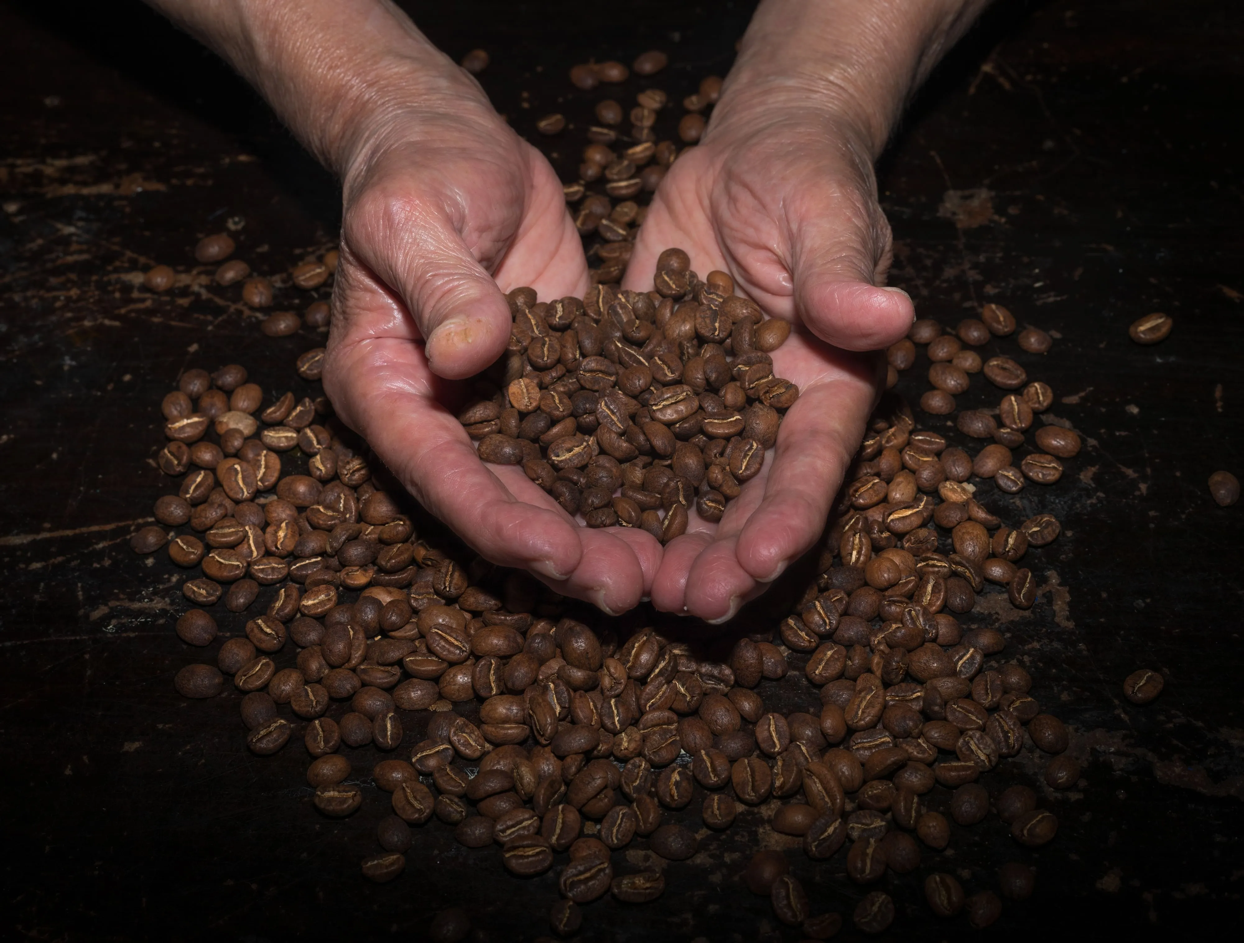 Two hands cupping a pile of dark roasted coffee beans