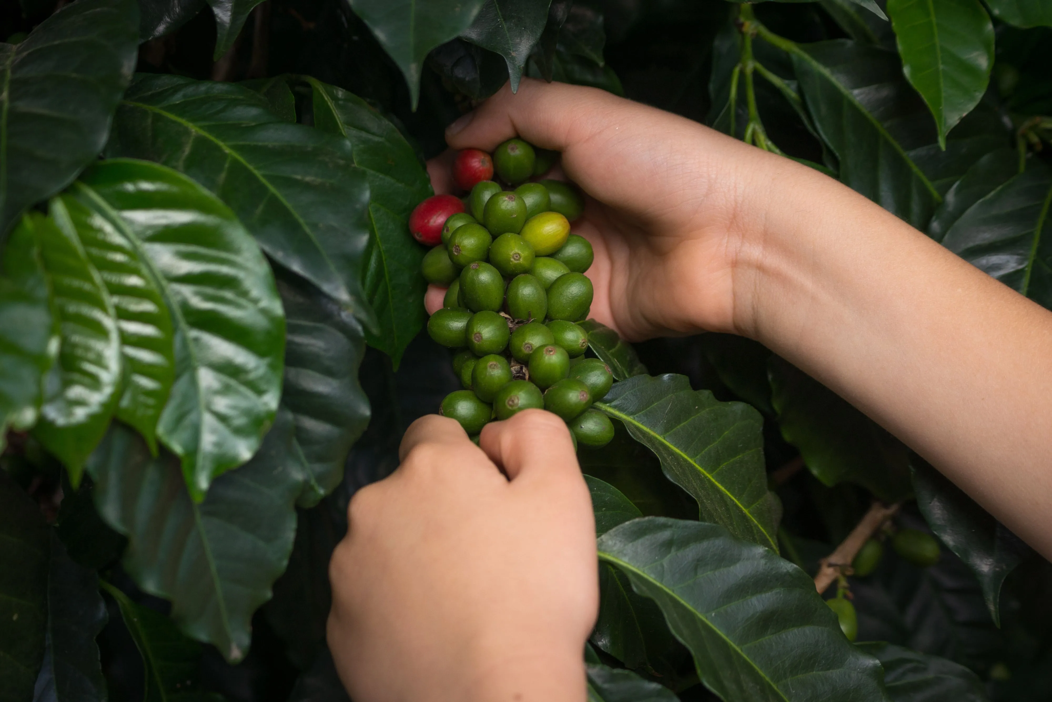 Hands sorting freshly picked red and green coffee cherries during a farm tour