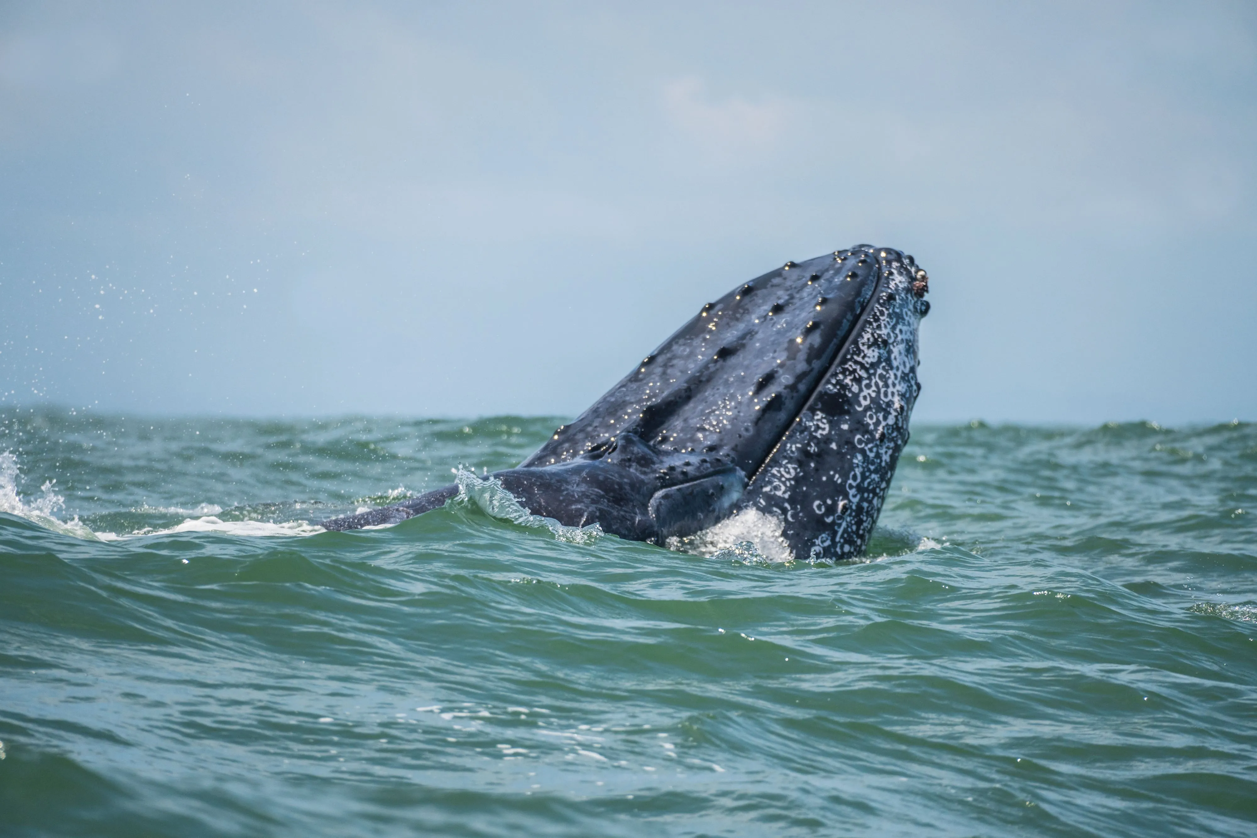 A humpback whale breaching the water in Bahía Málaga on Colombia's Pacific coast