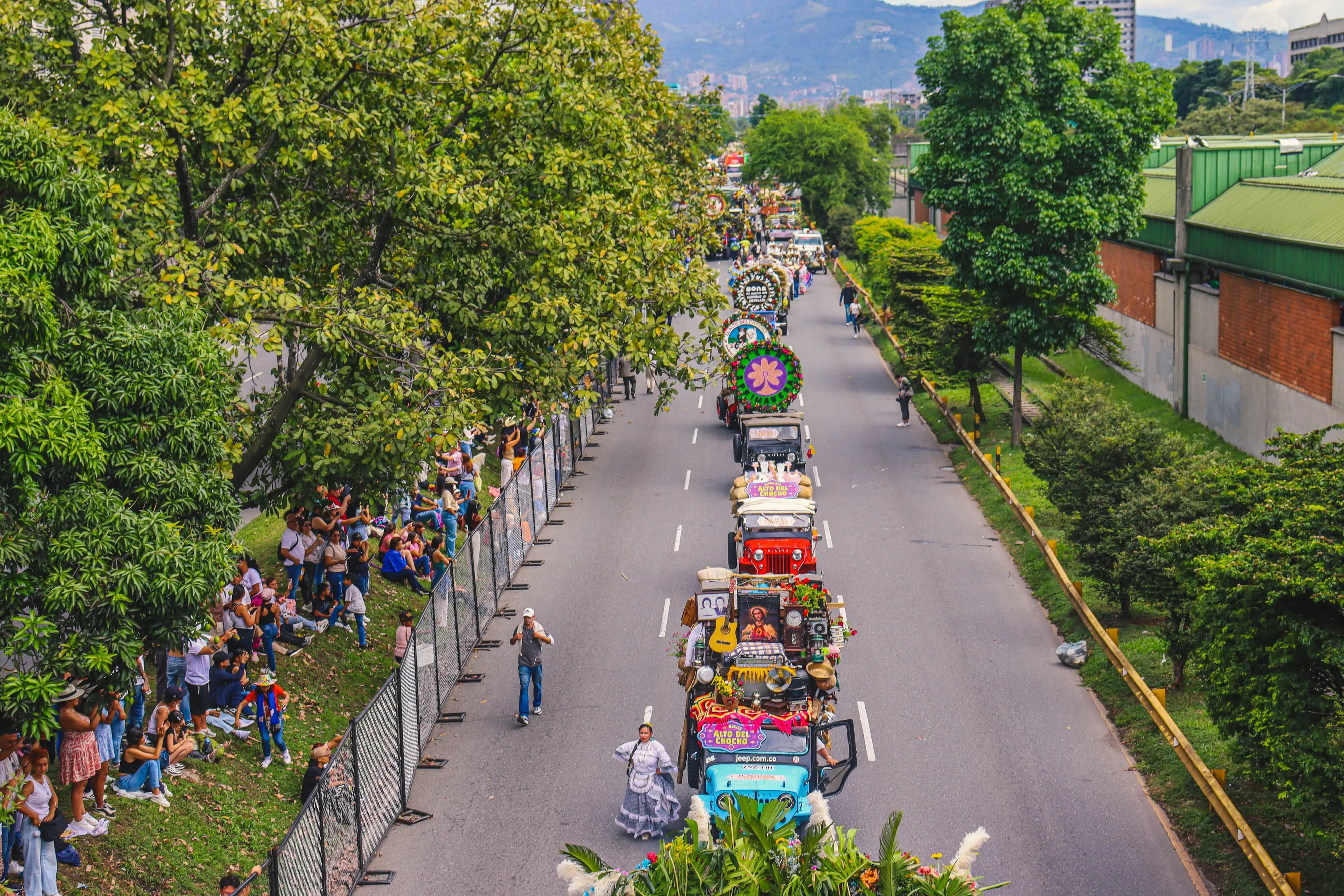 A line of decorated vintage jeeps moving down a tree-lined avenue as spectators watch from the verge