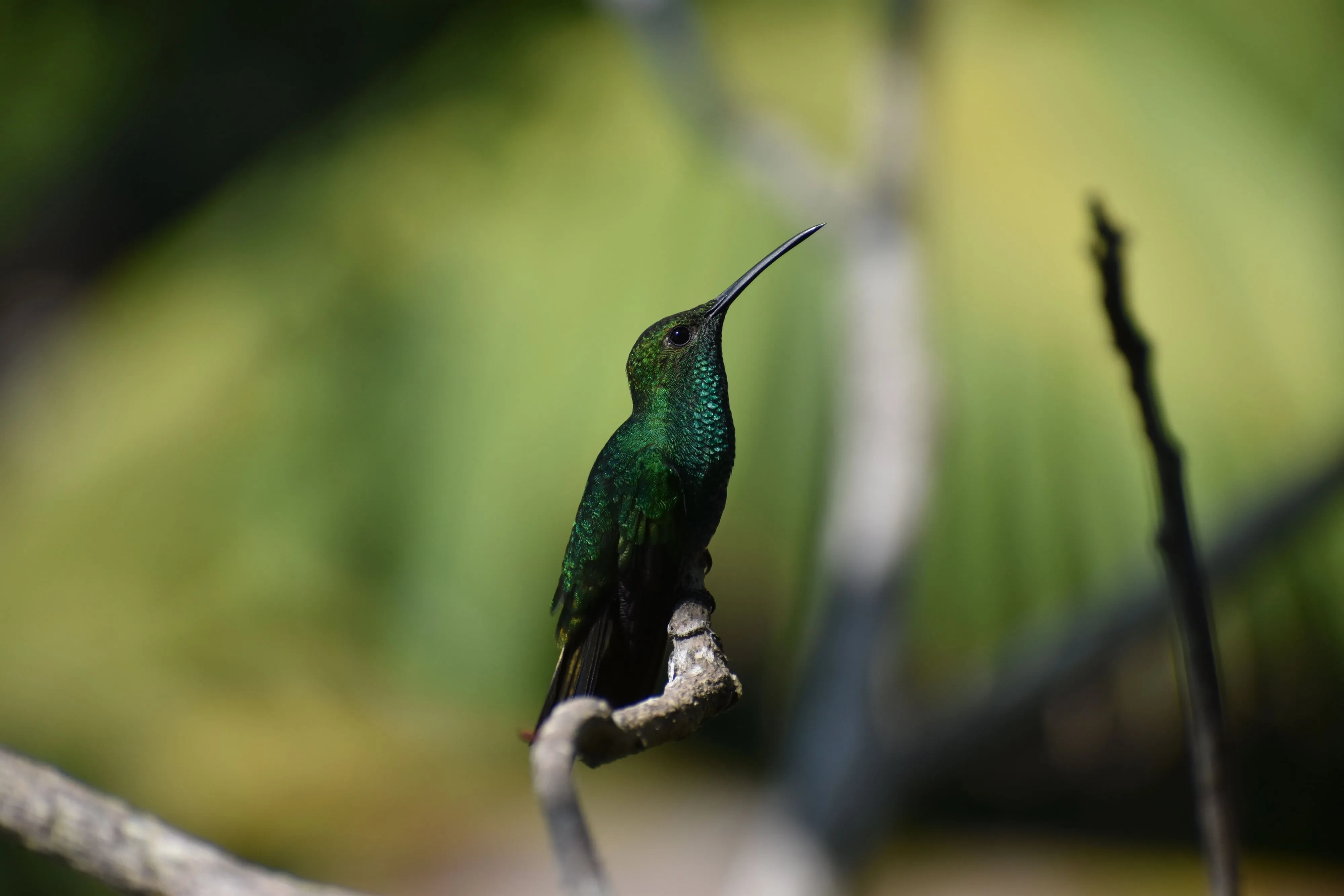 An iridescent green hummingbird perched on a branch near Minca, Colombia