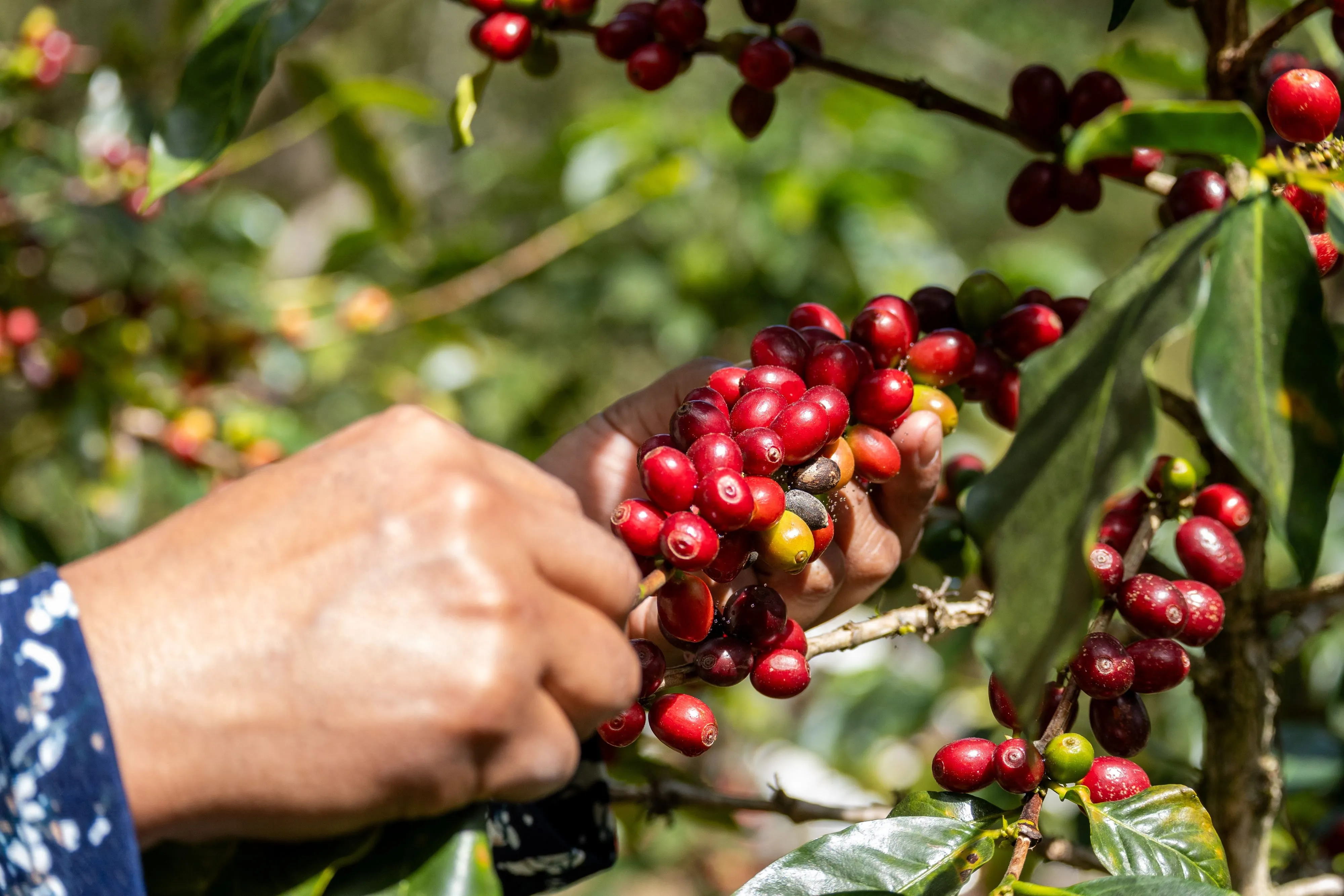 A picker's hand gathering ripe red coffee cherries on a Colombian farm